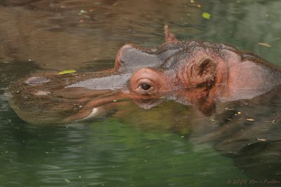HIPPO IN WATER CLOSE-UP
