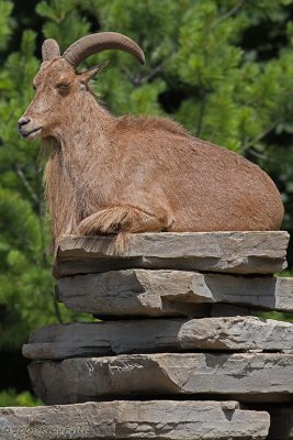 BARBARY SHEEP