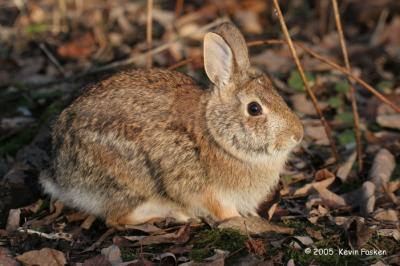 COTTONTAIL