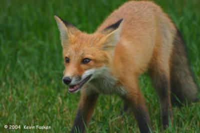 YOUNG RED FOX
