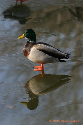 MALLARD MALE ON ICE