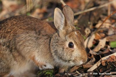 BUNNY CLOSEUP