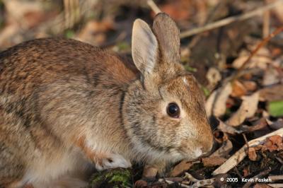 BUNNY CLOSEUP