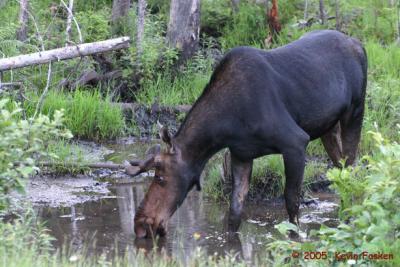 DRINKING BULL MOOSE