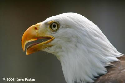 BALD EAGLE CLOSE-UP 2