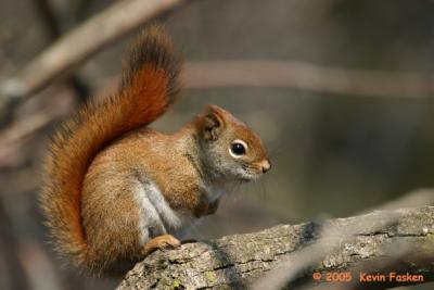 RED SQUIRREL BRANCH