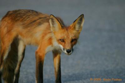 RED FOX 2