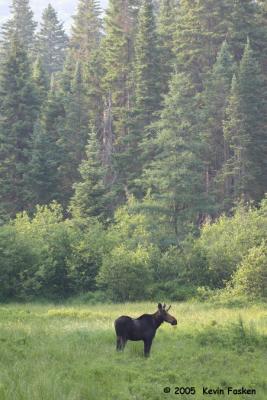 YOUNG MOOSE BIG FOREST