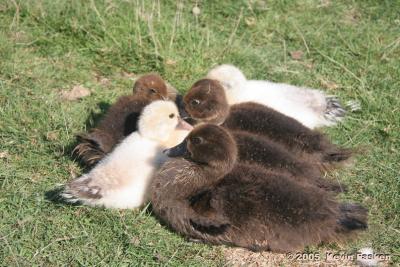 GROUP OF YOUNG DUCKS