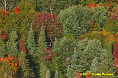 ALGONQUIN TREES 1