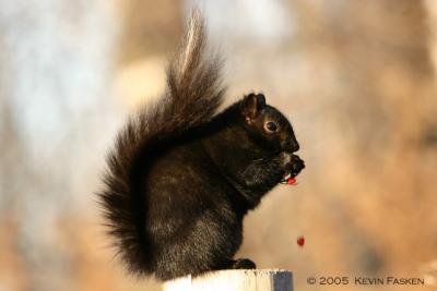 SQUIRREL WITH BERRIES
