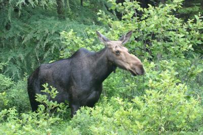MOOSE MOTHER 1