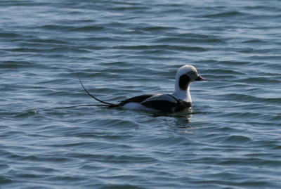 LONG TAILED DUCK 2