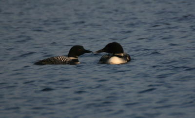 COMMON LOONS