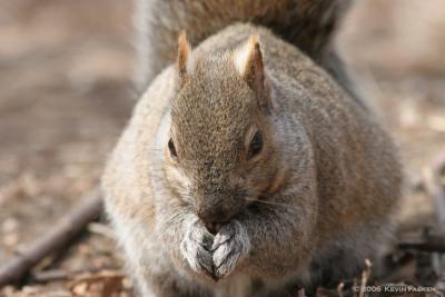 SQUIRREL EATING