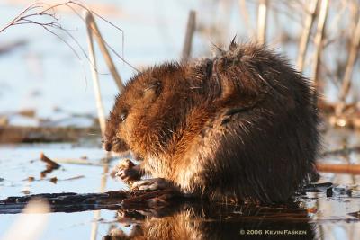 g3/82/634882/3/58290429.MUSKRAT.jpg