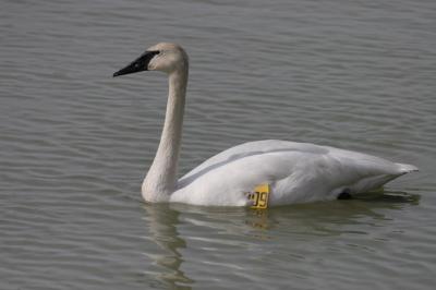 TRUMPETER SWAN WITH WING TAGS
