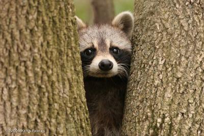 g3/82/634882/3/59004024.RACCOON1.jpg