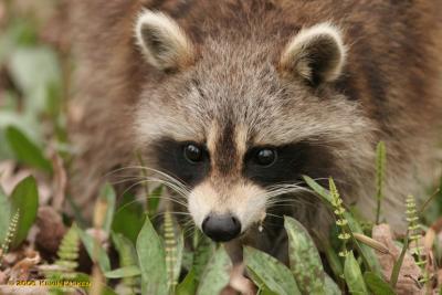 g3/82/634882/3/59004025.RACCOON2.jpg