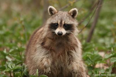 g3/82/634882/3/59004026.RACCOON3.jpg