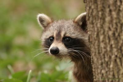 g3/82/634882/3/59004028.RACCOON5.jpg
