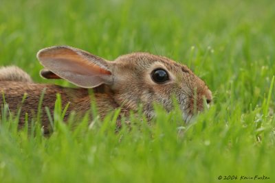 BACKYARD BUNNY HIDES IN THE GRASS