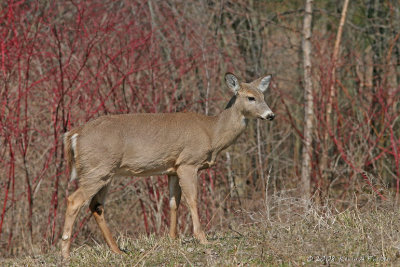 SPRING DOE #5