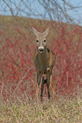 HEAD-ON DOE