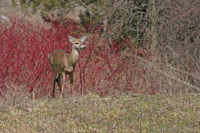 SPRING DOE #4