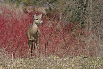 SPRING DOE #3