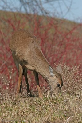 GRAZING DOE