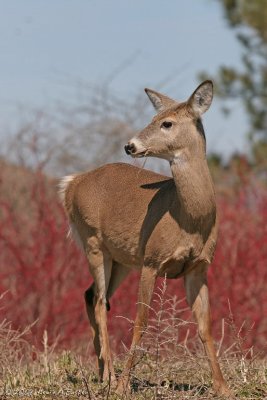SPRING DOE #1