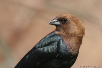 COWBIRD LOOKS AROUND
