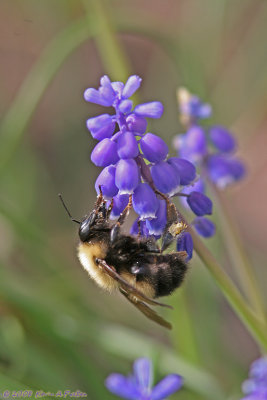 NECTAR COLLECTOR