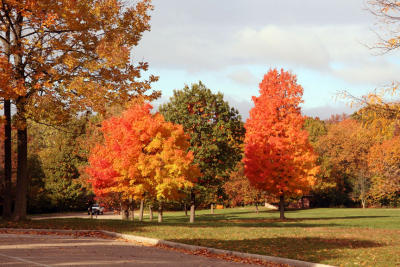 Autumn Trees.jpg