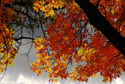  Leaves of Autumn