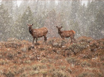  Elk in Snowstorm