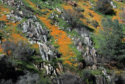 Winter Wildflowers