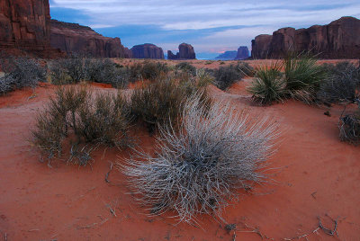 Vegetation