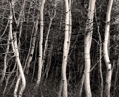Lundy Canyon