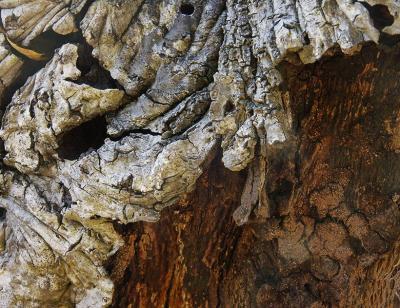 Tree Sculpture 3