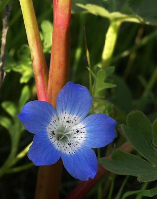 Carrizo Plain Wildflower