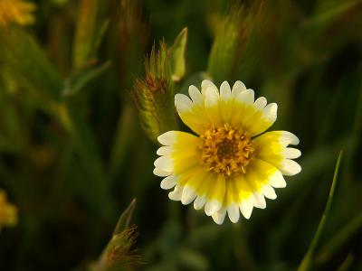 Carrizo Plain Wildflower