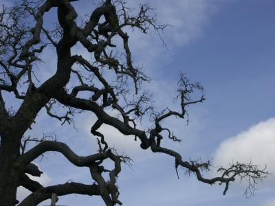 Reaching for the Clouds