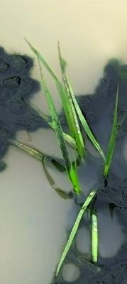 Emerging from the Muck
