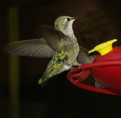 Feeding Time