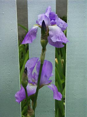 Iris's Fence