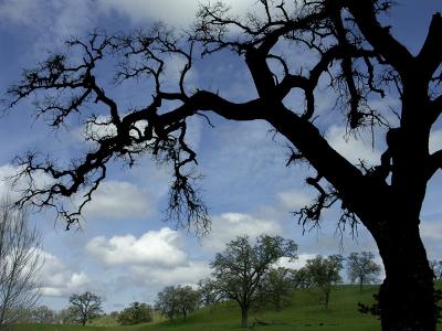 Oak Overseer