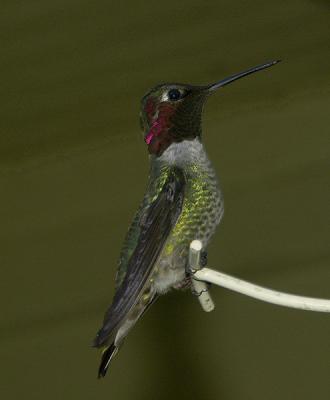 Perched