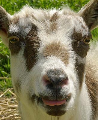 Portrait with Tongue